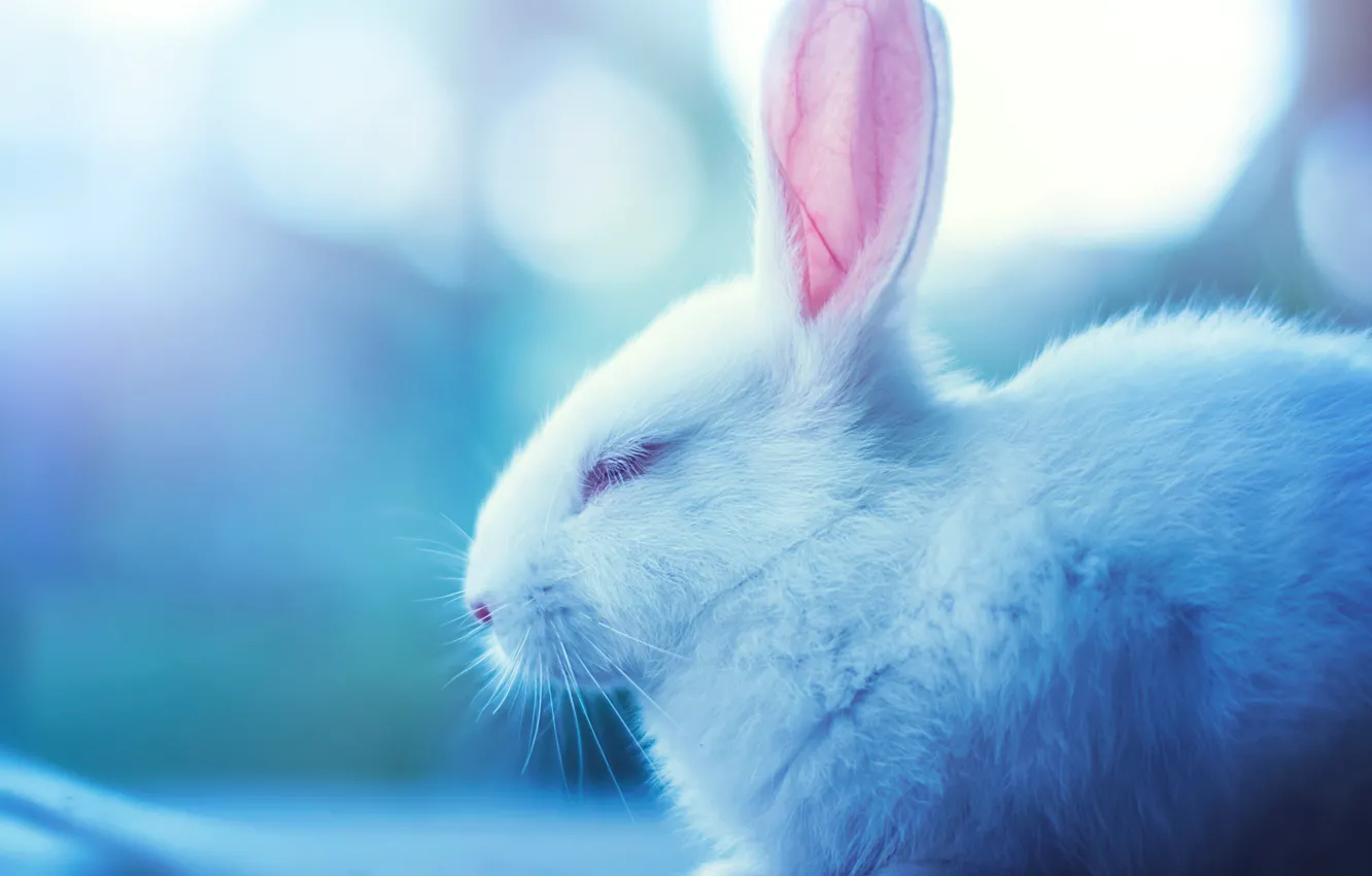 Picture bunny profile 1080 X