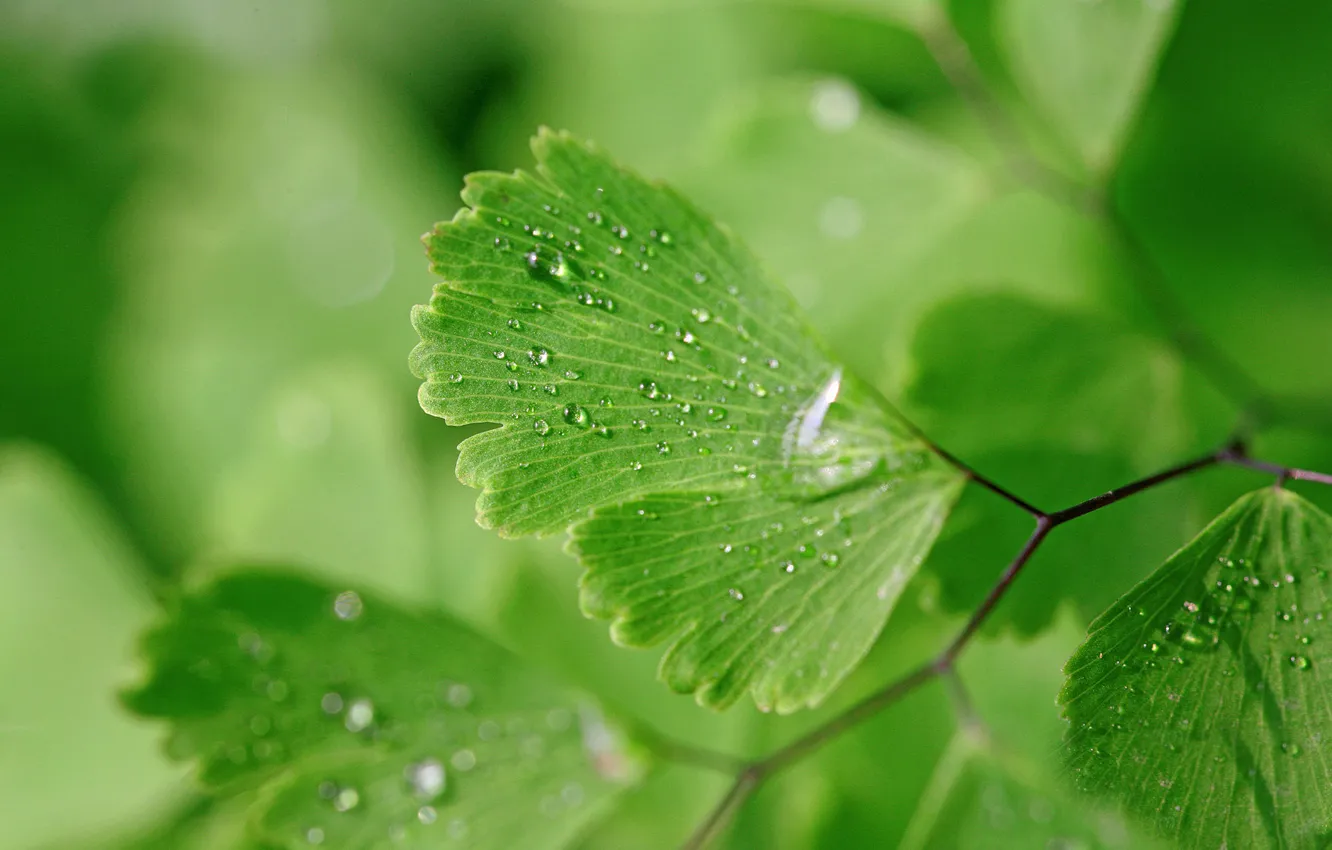 Photo wallpaper water, drops, macro, nature, background, green leaves, wet