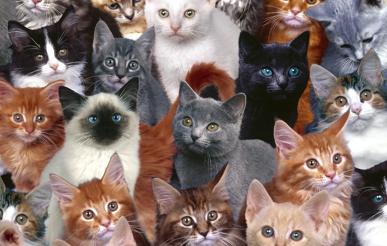 Photo wallpaper cats, small, red, seamy, mitici, grey
