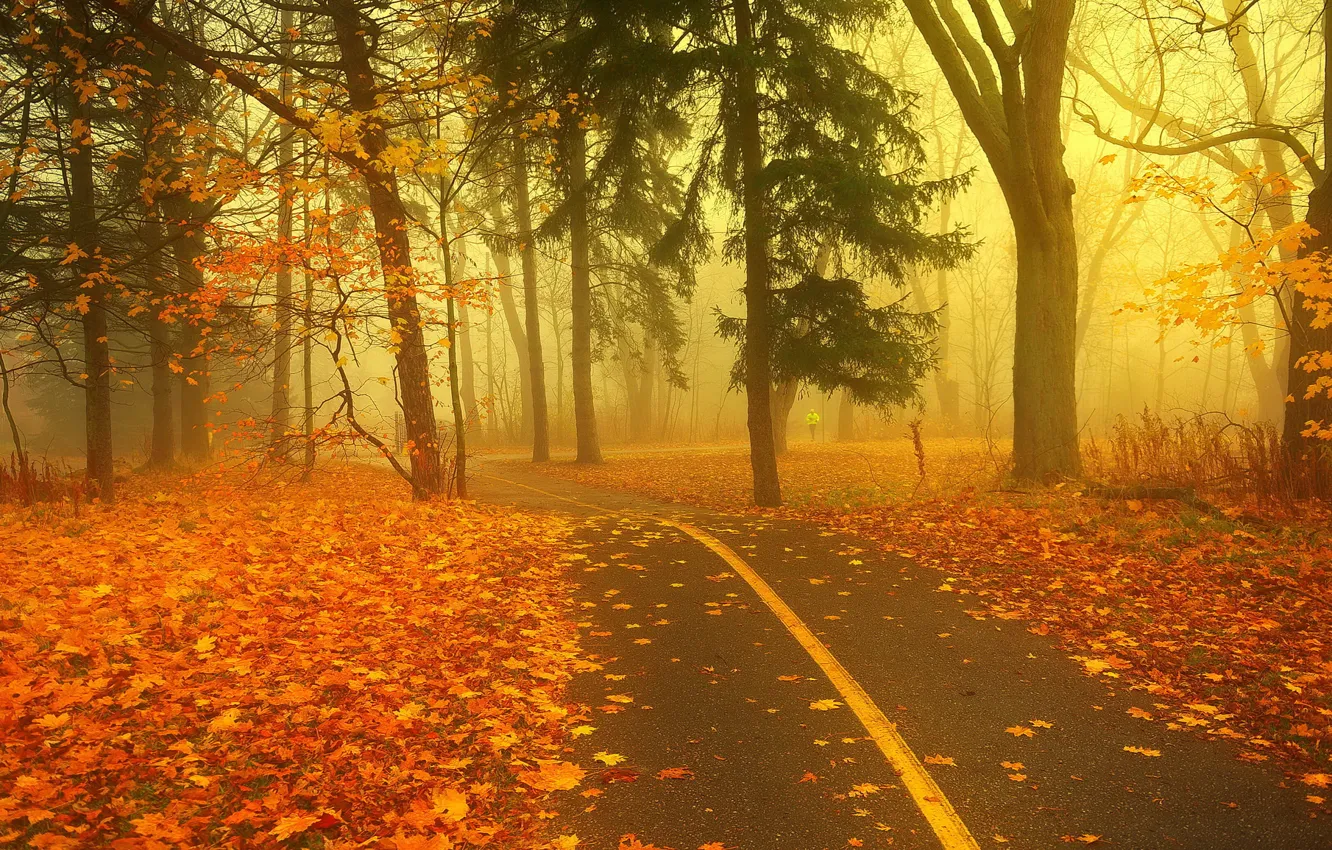 Photo wallpaper road, autumn, forest, fog