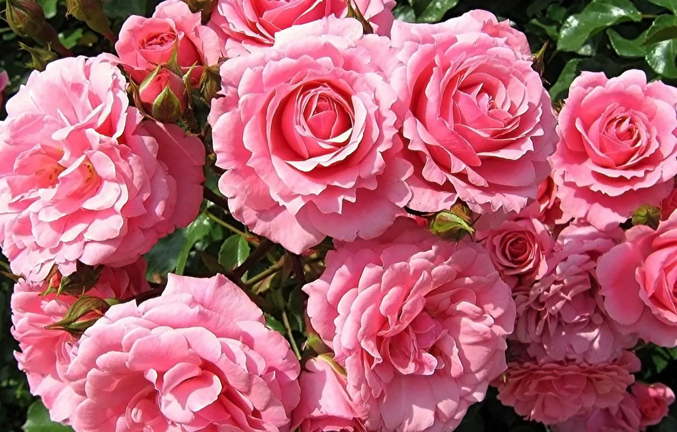 Photo wallpaper summer, leaves, roses, Flowers, spring, petals, beautiful, pink, buds