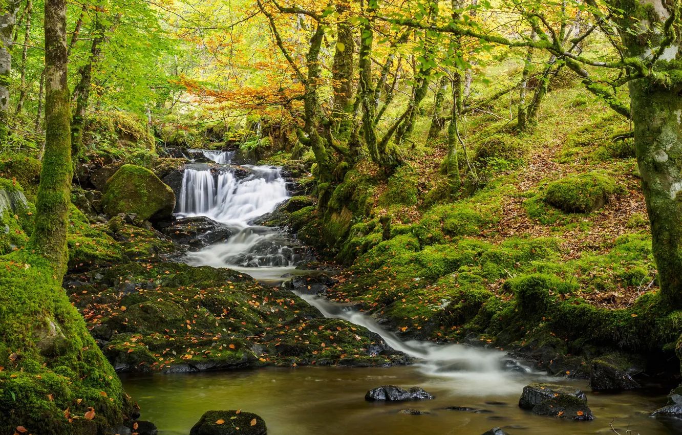 Photo wallpaper autumn, forest, trees, stream, waterfall, moss, Scotland, river, cascade, Scotland, Beechwood